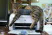 Куда обратиться, если принтер стал плохо печатать?