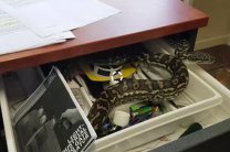 Полутораметровый питон пробрался в ящик стола и напугал сотрудницу офиса