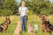 Основы зоопсихологии применяемые в дрессировке собак