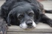 Воспаление суставов у собак - артрит: признаки, причины, профилактика, лечение