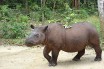 Умер последний суматранский носорог