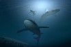 США и Европа блокируют предложение о защите самой быстрой акулы в мире