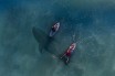 Серфер подвергся нападению тигровой акулы на Гавайях