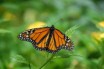 Великая миграция: Бабочки-монархи держат путь на Мексику