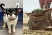 Кот с внешностью Йоды из сериала "Мандалорец" стал звездой соцсетей 