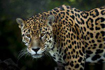 WWF застукал ягуаров за рыболовлей в Бразилии