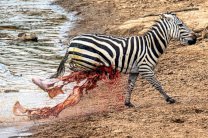Крокодил вспорол живот зебре в кенийском заповеднике