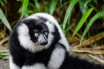 Лемуры Мадагаскара останутся без среды обитания до 2080