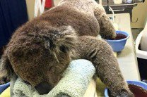 Лесные пожары в Австралии поставили на грань исчезновения коал