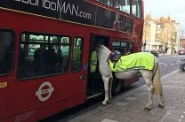В Уэльсе лошадь прокатилась на общественном транспорте