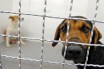 Испанские полицейские «накрыли» центры, в которых собак лишали голосовых связок