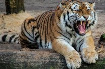 Вторжение разъяренного тигра в индийскую деревню сняли на видео