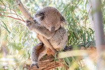 Десятки коал стали жертвами вырубки лесов в Австралии 