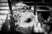 В Китае добровольцы спасают брошенных из-за коронавируса домашних животных