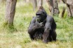 Молния убила находящихся под угрозой исчезновения горных горилл в Уганде