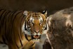 В России браконьеры убили находящегося на грани вымирания амурского тигра