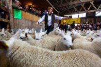 В Британии НЛО нападает на овец