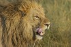 Львы загрызли сотрудницу одного из заказников ЮАР