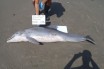 Власти Флориды предлагают $20 тысяч за обнаружение убийц дельфинов