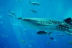 Дайверы освободили самую большую акулу в мире