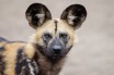 Гиеновидные собаки загрызли 16 животных в сафари-парке Уэст-Мидлендс