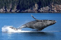 18-метрового кита выбросило на побережье Великобритании