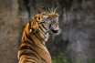 Видео: Погоня тигра за автобусом с туристами в Индии 