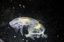 На австралийский пляж вынесло огромных медуз