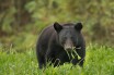 Американец застрелил из лука 317-килограммового медведя