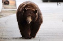 180-килограммовый медведь прогуливался пригородом Лос-Анджелеса