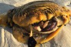 Австралиец нашел на пляже загадочное морское существо, убивающее собак