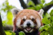 Ученые доказали существование нового вида красных панд