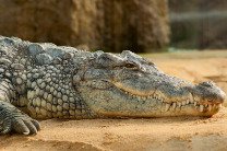 В Зимбабве крокодил растерзал купающегося в реке школьника 