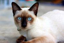 Сиамская кошка - все о породе кошек от А до Я