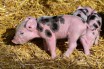 В Венесуэле свинья родила человекоподобного поросенка
