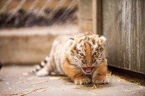 Зоопарк Одессы показал новорожденного амурского тигренка