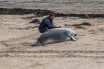 В Шотландии не спасли выброшенного на берег китенка