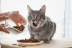 Рацион питания котов