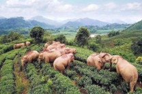 В Китае стадо слонов напилось вина и уснуло
