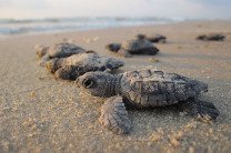 На опустевшем из-за коронавируса пляже Бразилии вылупились редкие черепашки