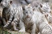 Двое редких белых бенгальских тигрят родились в Бердянске