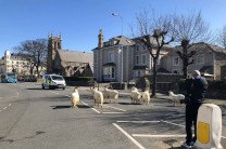 ����� ���� ����� � ������ ���������� ��-�� COVID-19 ����� � ������ 