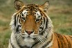 Малайская тигрица в Бронксском зоопарке заразилась коронавирусом