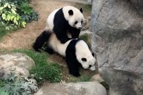 В зоопарке Гонконга впервые за 10 лет спарились панды