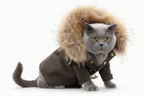 Как выбрать одежду для кошек: советы от команды Montmorency