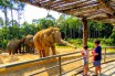 Беби-бум в зоопарках Украины в период карантина