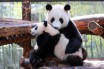 Шанхайский зоопарк показал посетителям шестимесячную панду