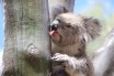 Ученые совершили уникальное открытие, касающееся коал