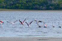 На Тилигульский лиман впервые прилетели розовые фламинго 