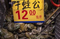 Коронавирус: Лягушки и черепахи не исчезли с китайских рынков